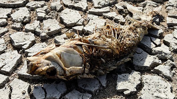 The remains of a fish lies on the parched Loire River bed at Ancenis, western France on August 11, 2020 The remains of a fish lies on the parched Loire River bed at Ancenis, western France on August 11, 2020
