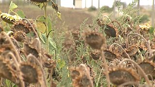 Millionen Hektar vertrockneter Sonnenblumen in Rumänien
