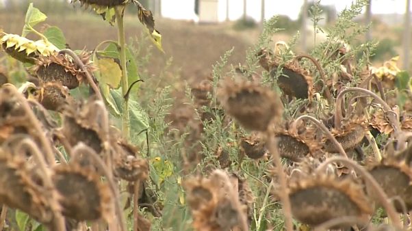 Millionen Hektar vertrockneter Sonnenblumen in Rumänien Millionen Hektar vertrockneter Sonnenblumen in Rumänien