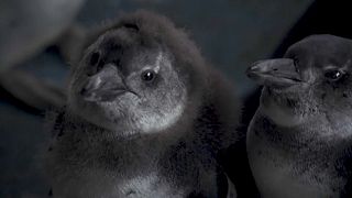 Oil Spills Threaten Endangered South African Penguins