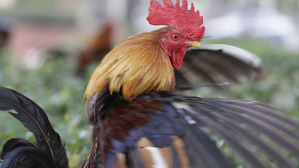 Egy Ybor City fajtájú kakas a floridai Tampában Egy Ybor City fajtájú kakas a floridai Tampában