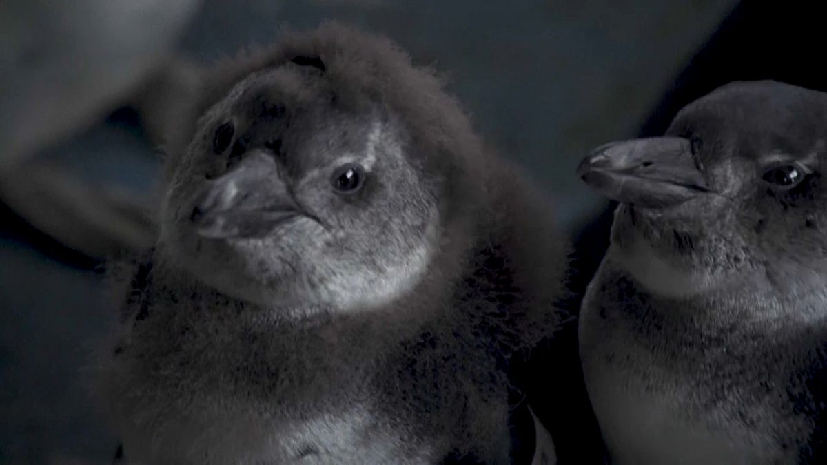 Veszélyben a pápaszemes pingvinek Dél-Afrikában 