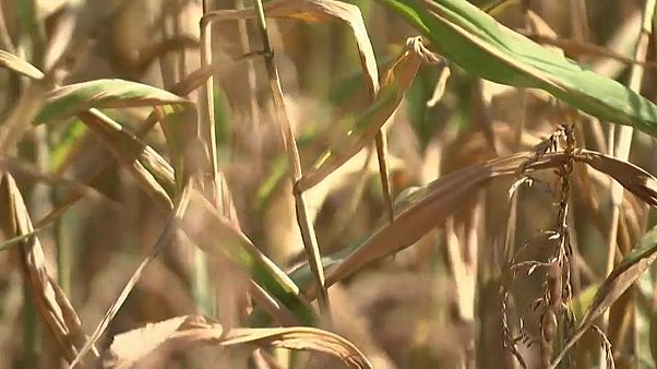 Landwirtschaft leidet unter Trockenheit Landwirtschaft leidet unter Trockenheit