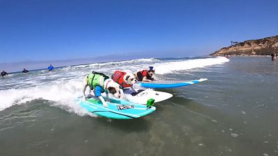 Three dogs surfing
