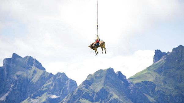 Fligende Kuh am Klausenpass Fligende Kuh am Klausenpass