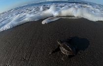 Guatemala: lo spettacolo della schiusa e le tartarughe vanno subito a mare