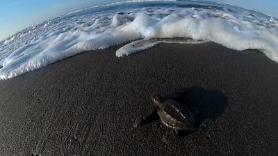شاهد: إطلاق عدد من السلاحف البحرية على ساحل غواتيمالا بعد موسم التعشيش