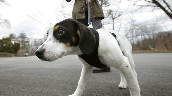 Almanya'da köpek yasası Almanya'da köpek yasası