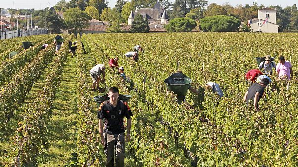 Vendanges dans le Bordelais - photo d'archives Vendanges dans le Bordelais - photo d'archives