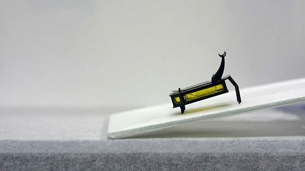 مجتزأ من فيديو للروبوت الخنفساء مجتزأ من فيديو للروبوت الخنفساء