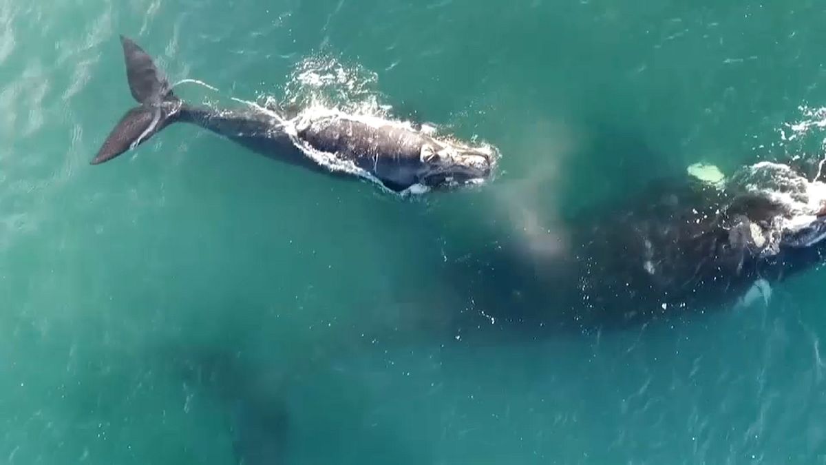 Baleias ao largo da Argentina