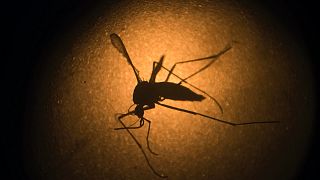 Sarı humma, zika virüsü gibi hastalıkları insanlara bulaştırabilen Aedes aegypti türü sivrisinek
