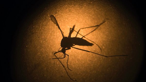 Sarı humma, zika virüsü gibi hastalıkları insanlara bulaştırabilen Aedes aegypti türü sivrisinek Sarı humma, zika virüsü gibi hastalıkları insanlara bulaştırabilen Aedes aegypti türü sivrisinek