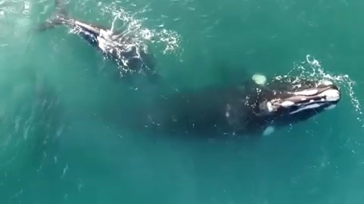Wale vor der Küste Argentiniens