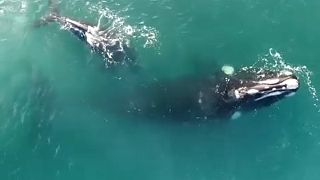 Wale vor der Küste Argentiniens