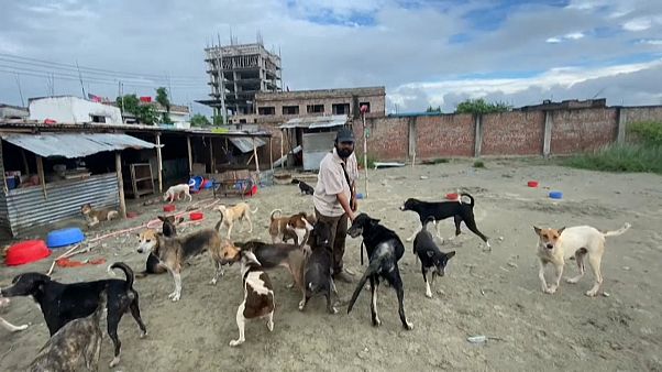 Bangladeş hayvan barınağı Bangladeş hayvan barınağı