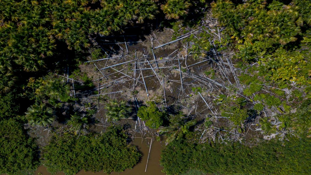 Amazon ormanlarında ağaç kesimi 
