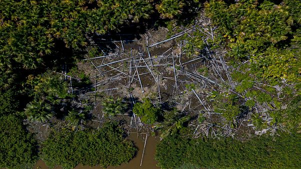 Amazon ormanlarında ağaç kesimi Amazon ormanlarında ağaç kesimi