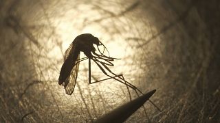 En esta foto de archivo del 26 de agosto de 2019, la bióloga del Distrito de Reducción de Mosquitos de Salt Lake City (Estados Unidos), Nadja Reissen, examina un mosquito.