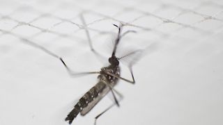 An aedes aegypti mosquitois photographed at a laboratory of the National Center for the Control of Tropical Diseases