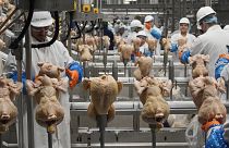 Birleşik Krallık'ta 3 yıl içinde 61 milyonu aşkın tavuk insan tüketimine uygun bulunmadı.