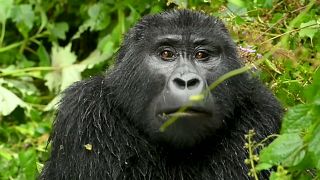Ouganda : la faune sauvage victime aussi de la pandémie