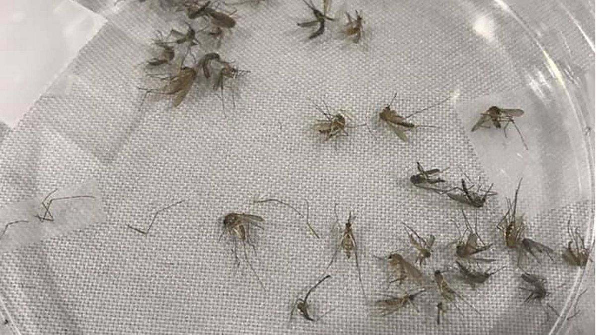 شركة فرنسية ستقوم بتربية البعوض على نطاق واسع لدراسة الأمراض المعدية