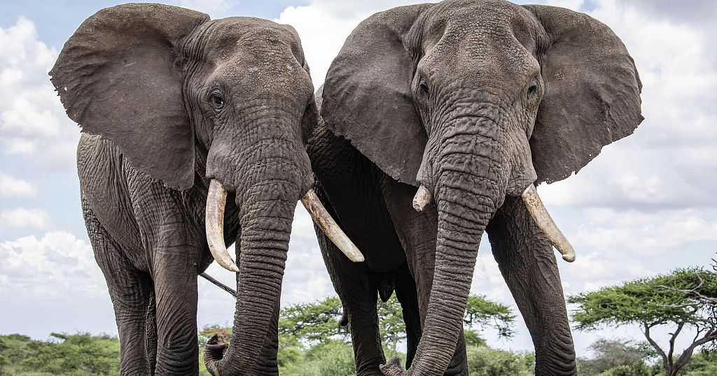 Kenya's Amboseli Park stages elephant naming ceremony to raise funds