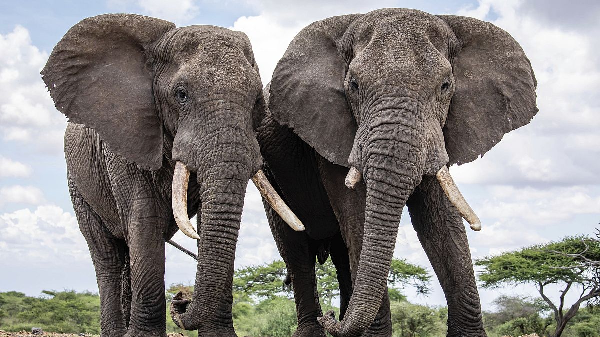 فيلان يتنزهان على حدود منتزه كينيا البيئي. 