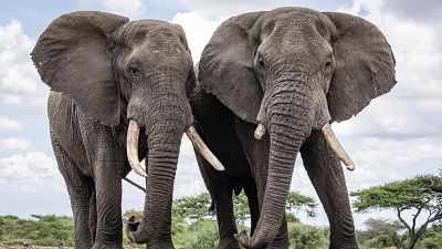Kenya's Amboseli Park stages elephant naming ceremony to raise funds