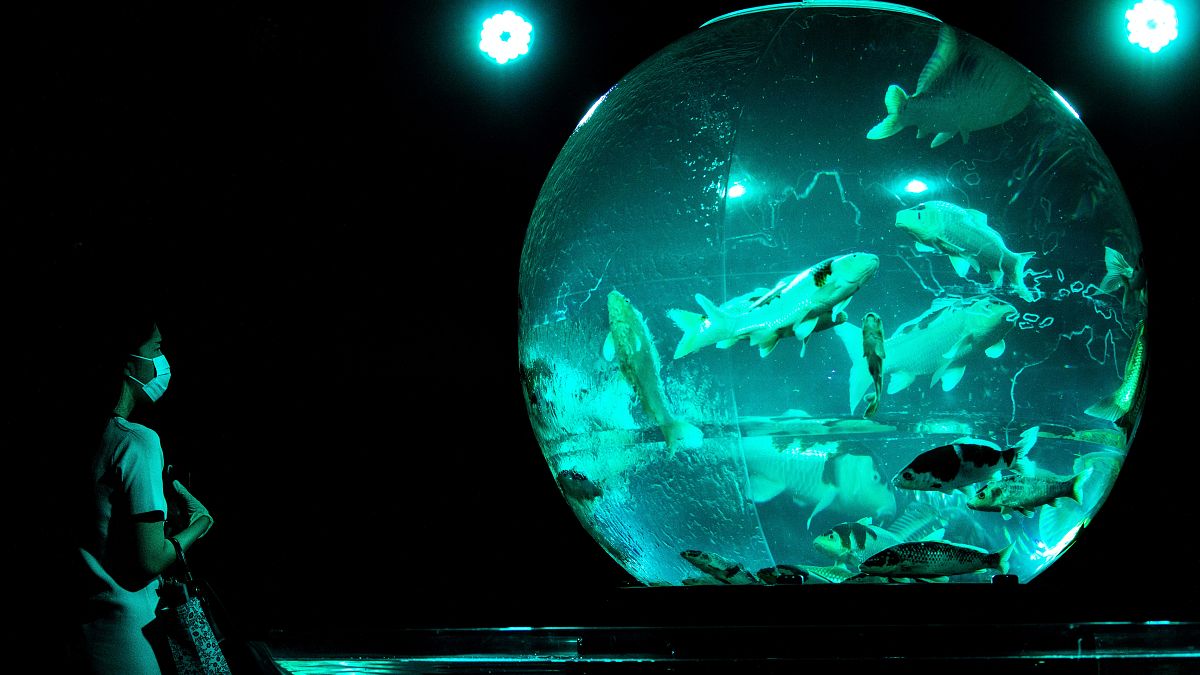 Tokio Art Aquarium - 30.000 Goldfische in einer Ausstellung 