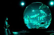 30 bin balıklı 'canlı sergi' Art Aquarium, Tokyo'da artık kalıcı