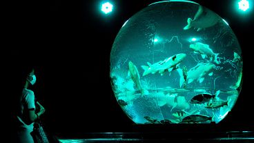 طراحی خیره‌کننده آکواریوم ژاپن؛ نمایش هنری هزاران ماهی در رقص رنگ و نور