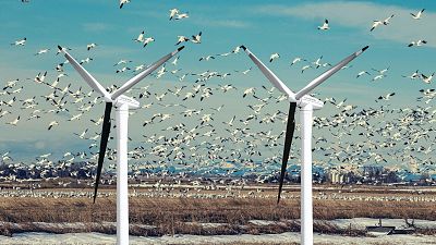 A single blade of each turbine being painted black could prevent bird strikes. A single blade of each turbine being painted black could prevent bird strikes.