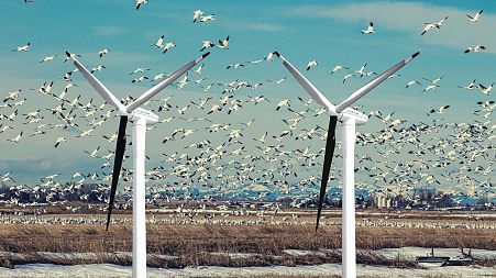 A single blade of each turbine being painted black could prevent bird strikes.