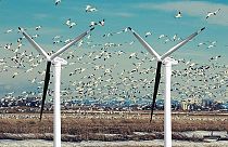 يمكن إنقاذ آلاف الطيور المقتولة بسبب مزارع الرياح بحل بسيط يتضمن طلاء إحدى شفرات التوربينات باللون الأسود