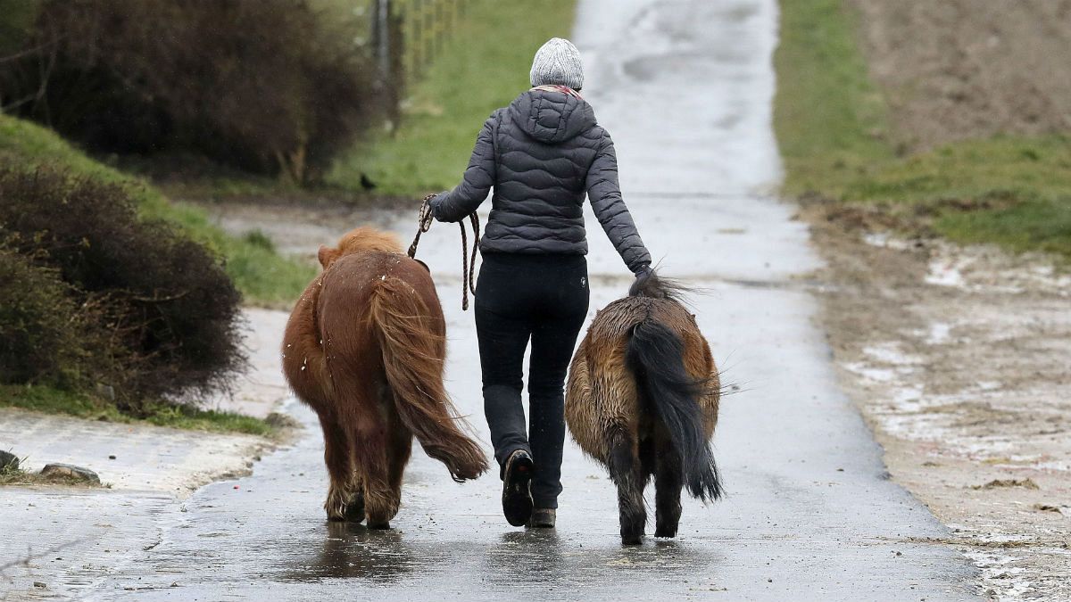 A woman takes two small Shetland ponies to their paddock at a stud farm in Wehrheim near in Frankfurt, Germany