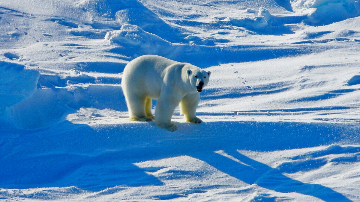 Aufnahme eines Eisbären in Alaska