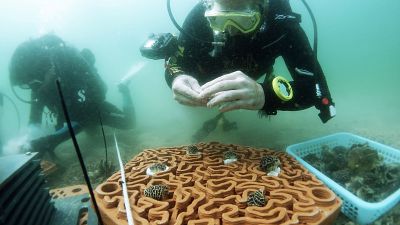 The 3D printed tiles have intricate patterns that mimic brain corals. The 3D printed tiles have intricate patterns that mimic brain corals.