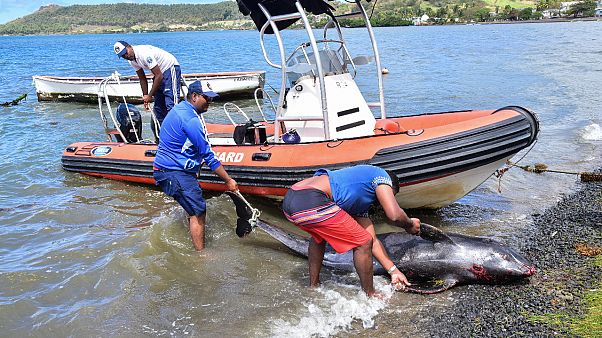 Mauritius'ta ölü balıklar Mauritius'ta ölü balıklar