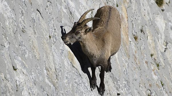 Alp dağ keçisi Alp dağ keçisi