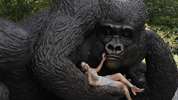 Mindenki Ann akar lenni King Kong karjaiban Mindenki Ann akar lenni King Kong karjaiban
