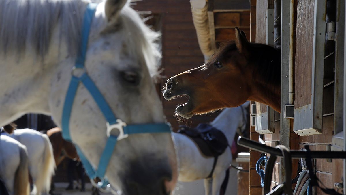 Fransa'da esrarengiz şekilde telef edilen atlar