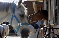Fransa'da esrarengiz şekilde telef edilen atlar