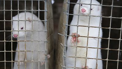 In this Dec. 6, 2012, file photo, minks look out of a cage at a fur farm in the village of Litusovo, northeast of Minsk, Belarus. The Dutch government said Friday Aug. 28, 202