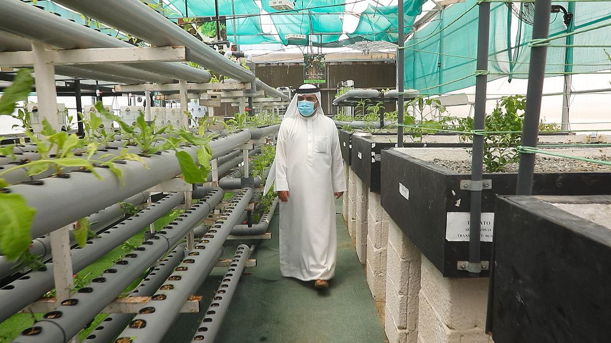 The UAE’s sustainable food plan involves growing rice & developing