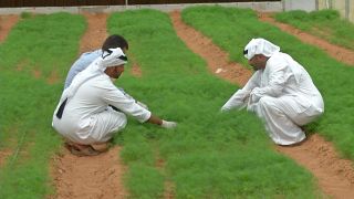 The UAE’s sustainable food plan involves growing rice & developing ‘soil’