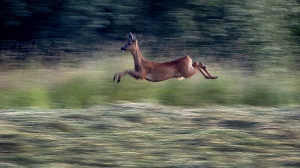 Le Valais suisse interdit la chasse touristique aux bouquetins Le Valais suisse interdit la chasse touristique aux bouquetins