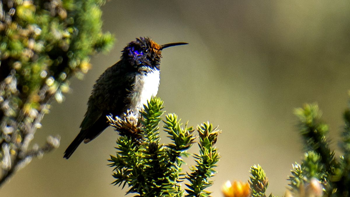 El colibrí Estrellita Ecuatoriana