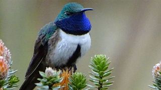 hummingbird notes